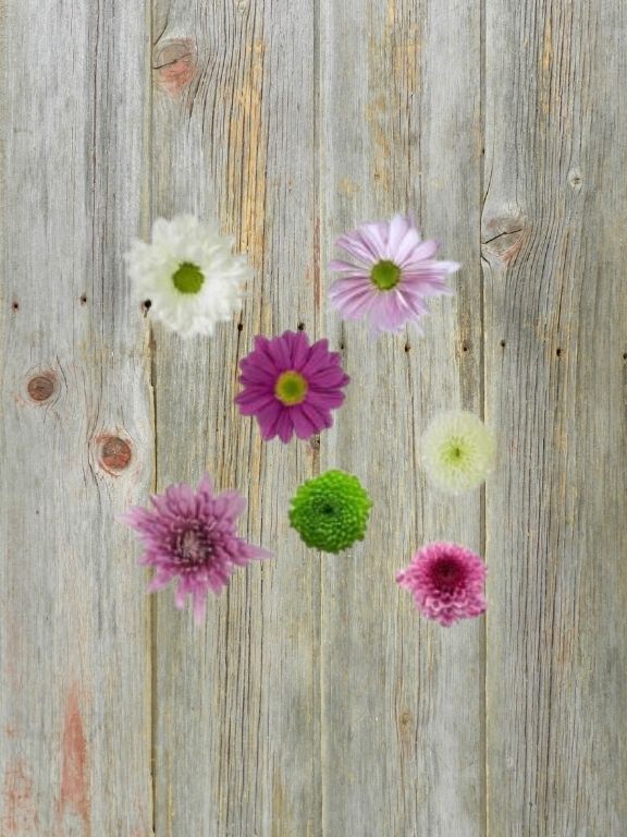 VALENTINE`S DAY 2026 ASSORTED COLORS POMPONS